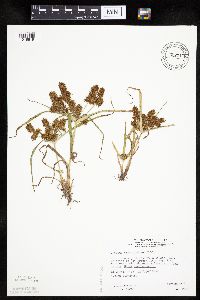 Cyperus erythrorhizos image