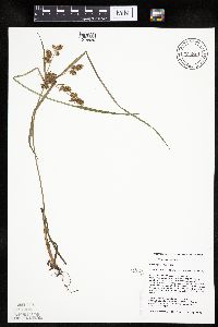 Cyperus erythrorhizos image