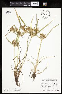 Cyperus erythrorhizos image