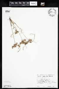 Cyperus erythrorhizos image