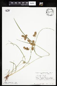 Cyperus erythrorhizos image