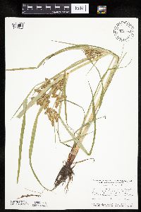 Cyperus erythrorhizos image
