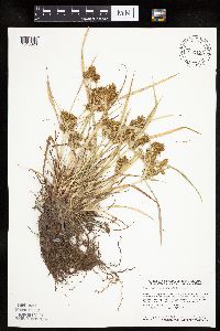 Cyperus erythrorhizos image