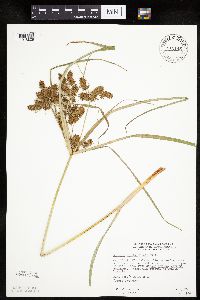 Cyperus erythrorhizos image