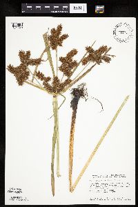 Cyperus erythrorhizos image