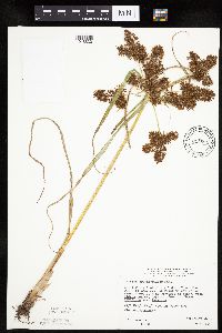 Cyperus erythrorhizos image