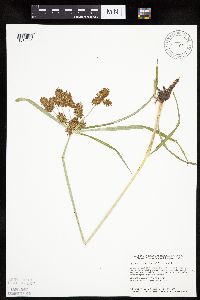 Cyperus erythrorhizos image