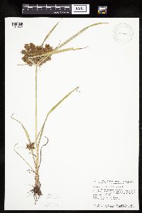 Cyperus erythrorhizos image