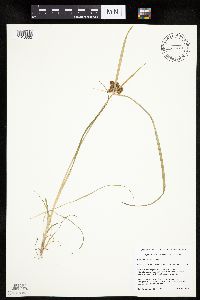 Cyperus erythrorhizos image