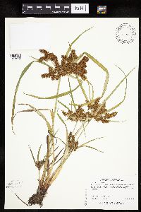 Cyperus erythrorhizos image