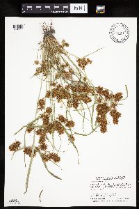Cyperus erythrorhizos image