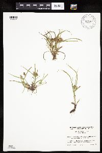 Cyperus erythrorhizos image