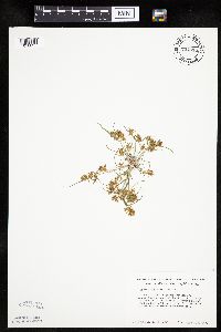 Cyperus erythrorhizos image