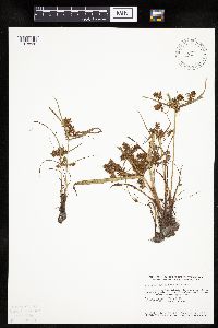 Cyperus erythrorhizos image
