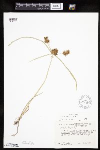 Cyperus erythrorhizos image