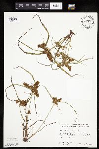 Cyperus erythrorhizos image
