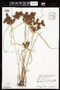 Cyperus erythrorhizos image