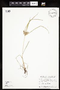 Cyperus erythrorhizos image