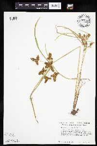 Cyperus erythrorhizos image