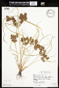 Cyperus erythrorhizos image