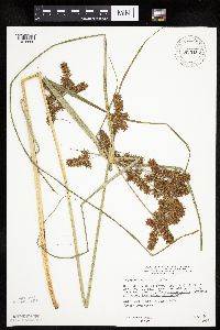 Cyperus erythrorhizos image