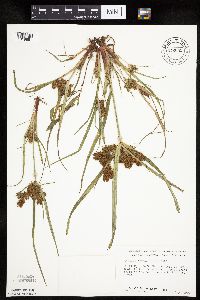 Cyperus erythrorhizos image
