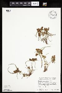 Cyperus erythrorhizos image