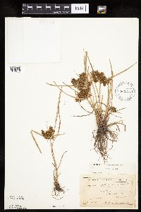 Cyperus erythrorhizos image