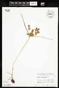 Cyperus erythrorhizos image