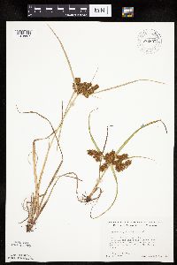 Cyperus erythrorhizos image