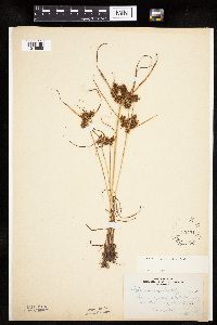 Cyperus erythrorhizos image
