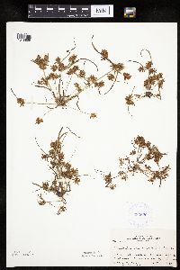 Cyperus erythrorhizos image