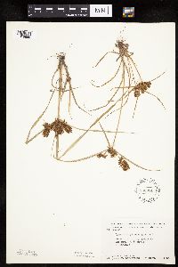 Cyperus erythrorhizos image