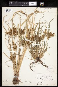 Cyperus erythrorhizos image