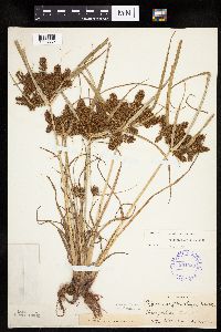Cyperus erythrorhizos image