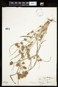 Cyperus erythrorhizos image