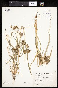 Cyperus erythrorhizos image