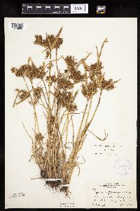 Cyperus erythrorhizos image