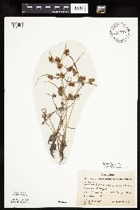 Cyperus erythrorhizos image