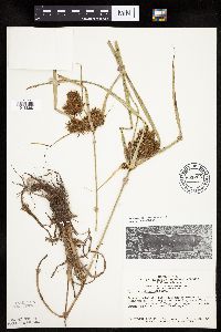 Cyperus erythrorhizos image