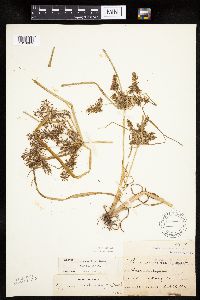 Cyperus erythrorhizos image