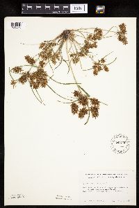 Cyperus erythrorhizos image