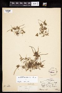 Cyperus erythrorhizos image