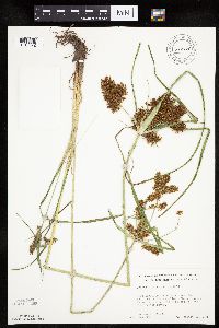 Cyperus erythrorhizos image