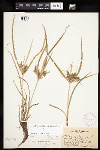 Cyperus erythrorhizos image