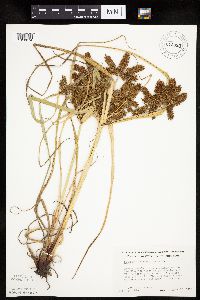 Cyperus erythrorhizos image