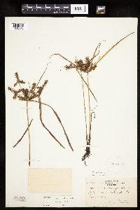 Cyperus erythrorhizos image