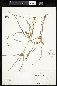 Cyperus erythrorhizos image
