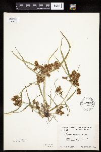Cyperus erythrorhizos image