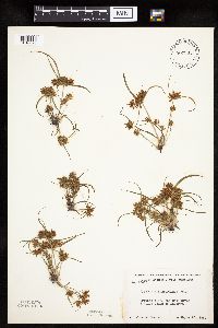 Cyperus erythrorhizos image